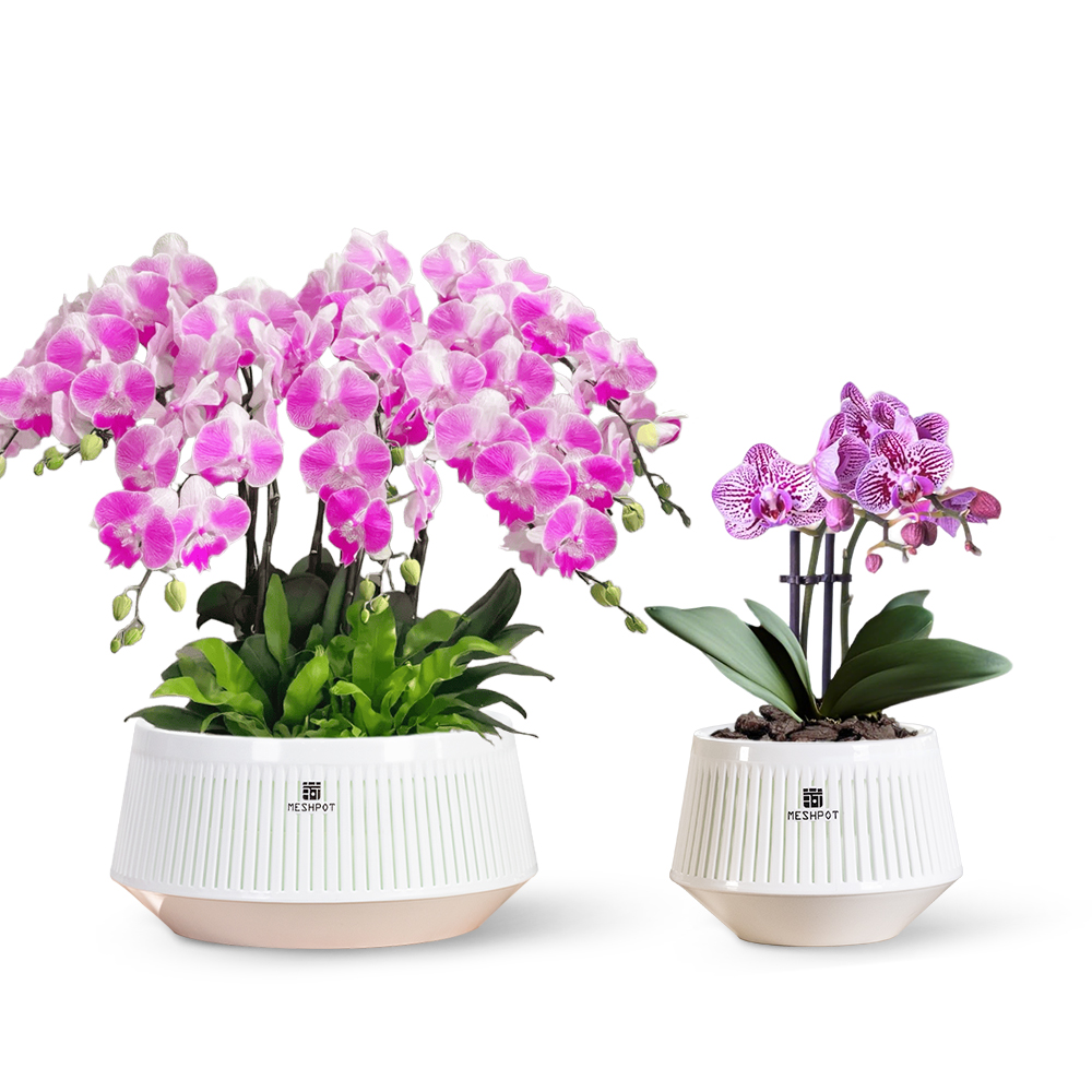 Meshpot Orchid Pot with Holes  - đánh giá và giá Aloe Vera Pot