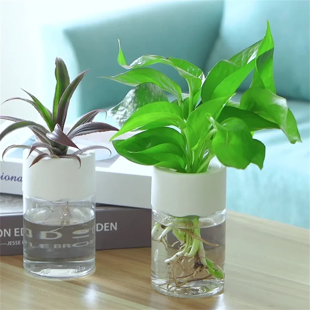 Mini Hydroponic Flower Pot Tra - đánh giá và giá Aloe Vera Pot