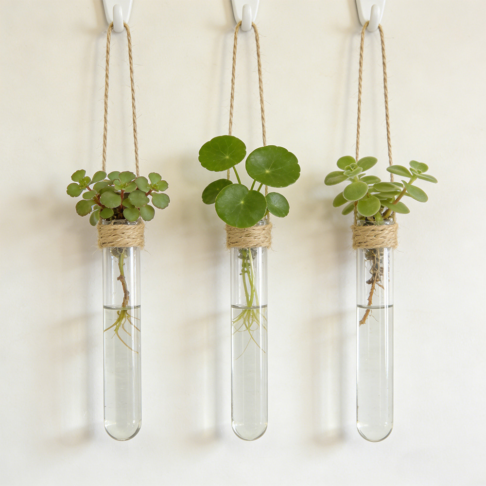 Hydroponic Flower Vase Wall-Mo - đánh giá và giá Aloe Vera Pot
