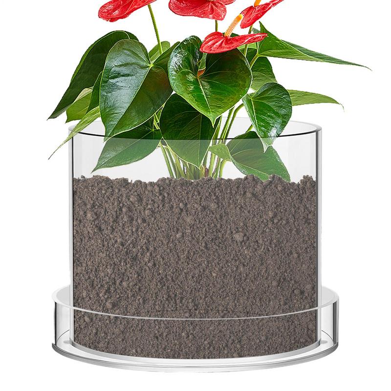 Clear Plant Pots With Drainage - đánh giá và giá Aloe Vera Pot