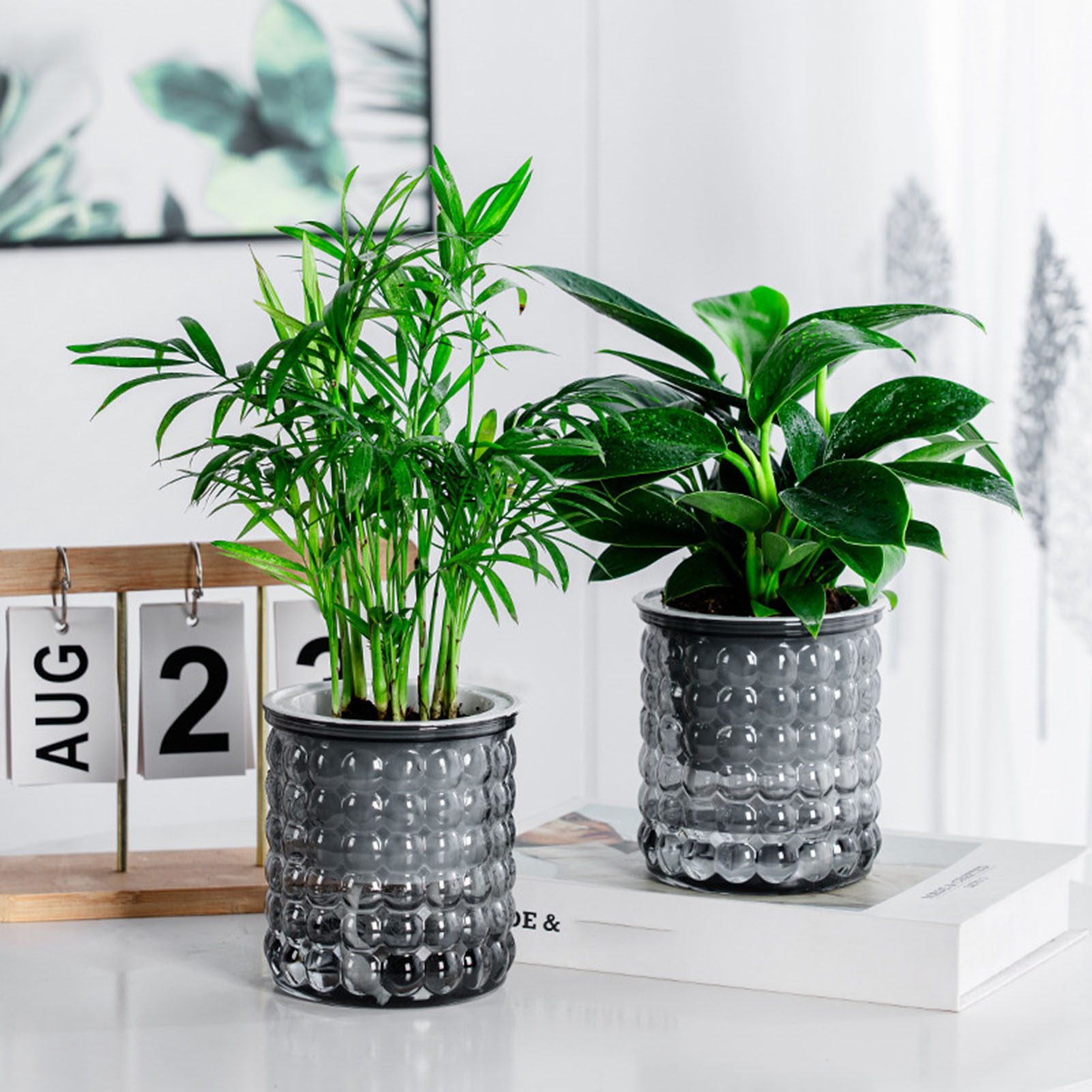 New Self Watering Hydroponic P - đánh giá và giá Aloe Vera Pot