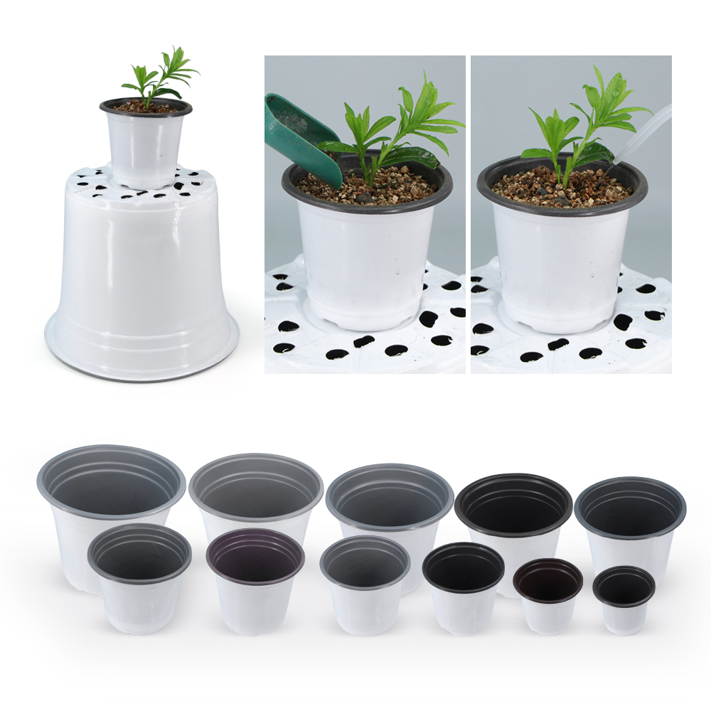 Garden White Plasticc Flowerpo - đánh giá và giá Echeveria Succulent